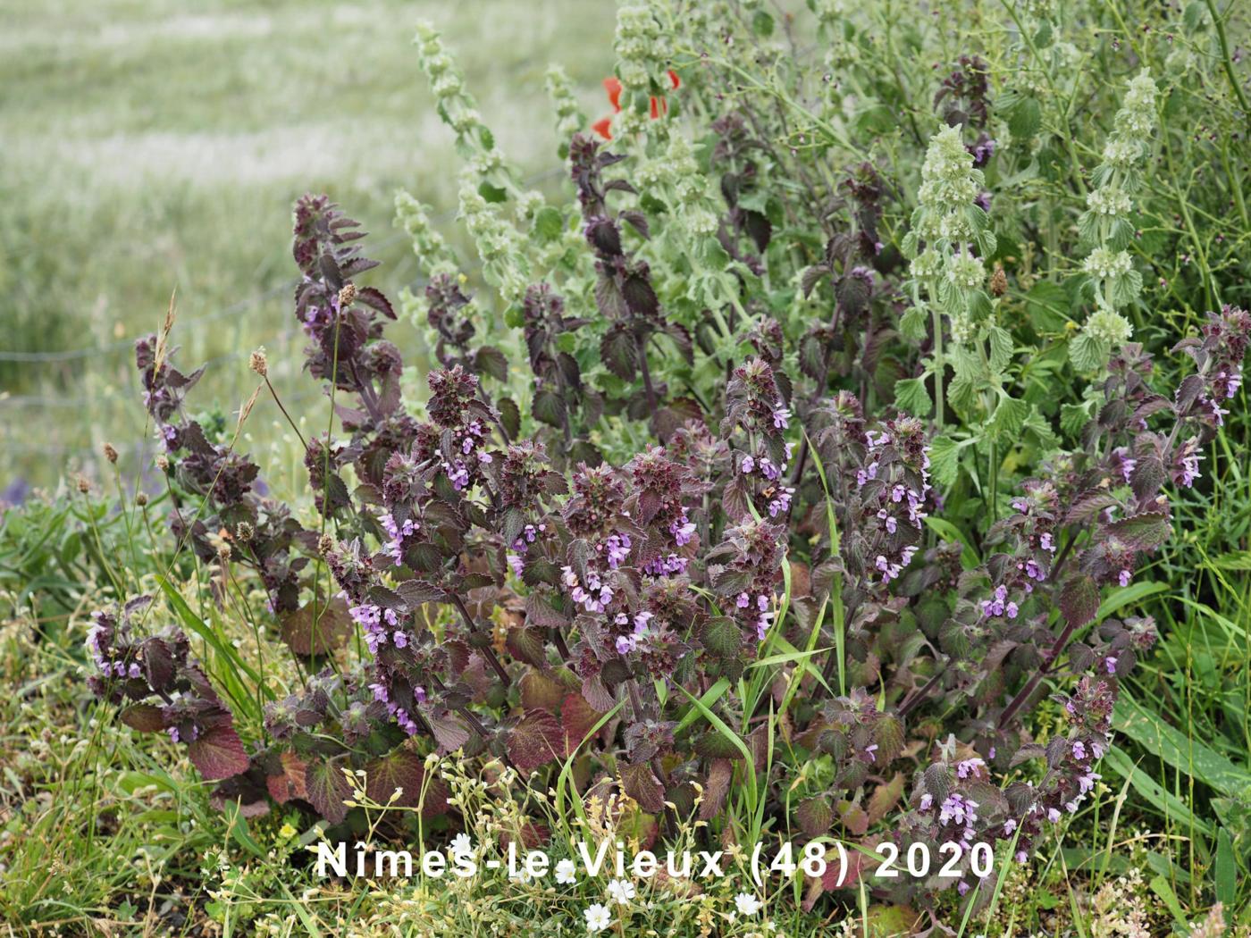 Horehound, Black  plant